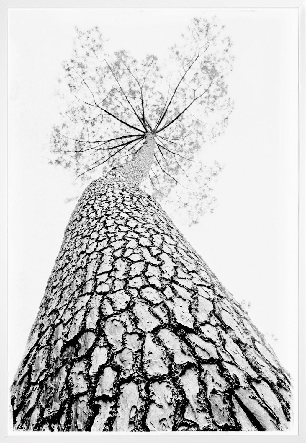 Standing Tall - Large Glass White Framed - 40.5"x58.5"