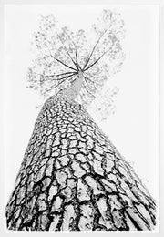 Standing Tall - Large Glass White Framed - 40.5"x58.5"