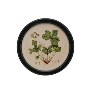 Round Framed Botanical Print A