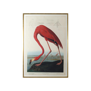 American Flamingo by John J. Audubon 37"x54"