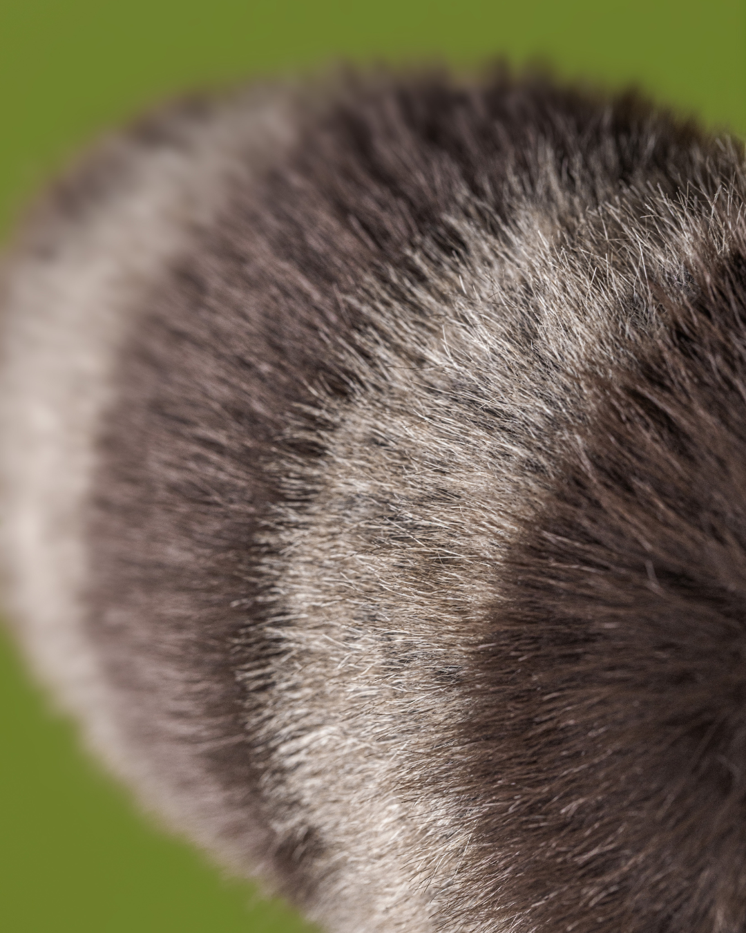 Jellycat Trixiwoo Raccoon