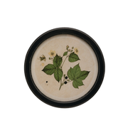 Round Framed Botanical Print B