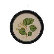 Round Framed Botanical Print C