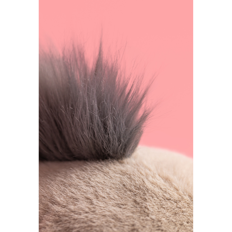 Jellycat Roarwell Sea Lion