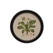 Round Framed Botanical Print D