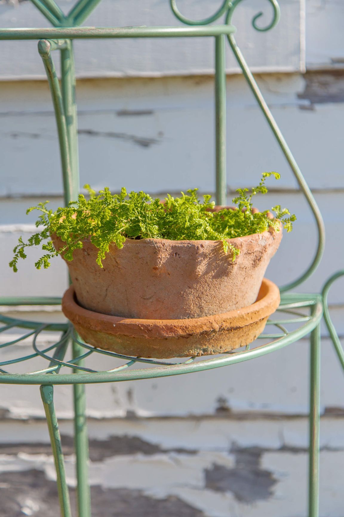 Small Low Frilly Redstone Pot & Saucer