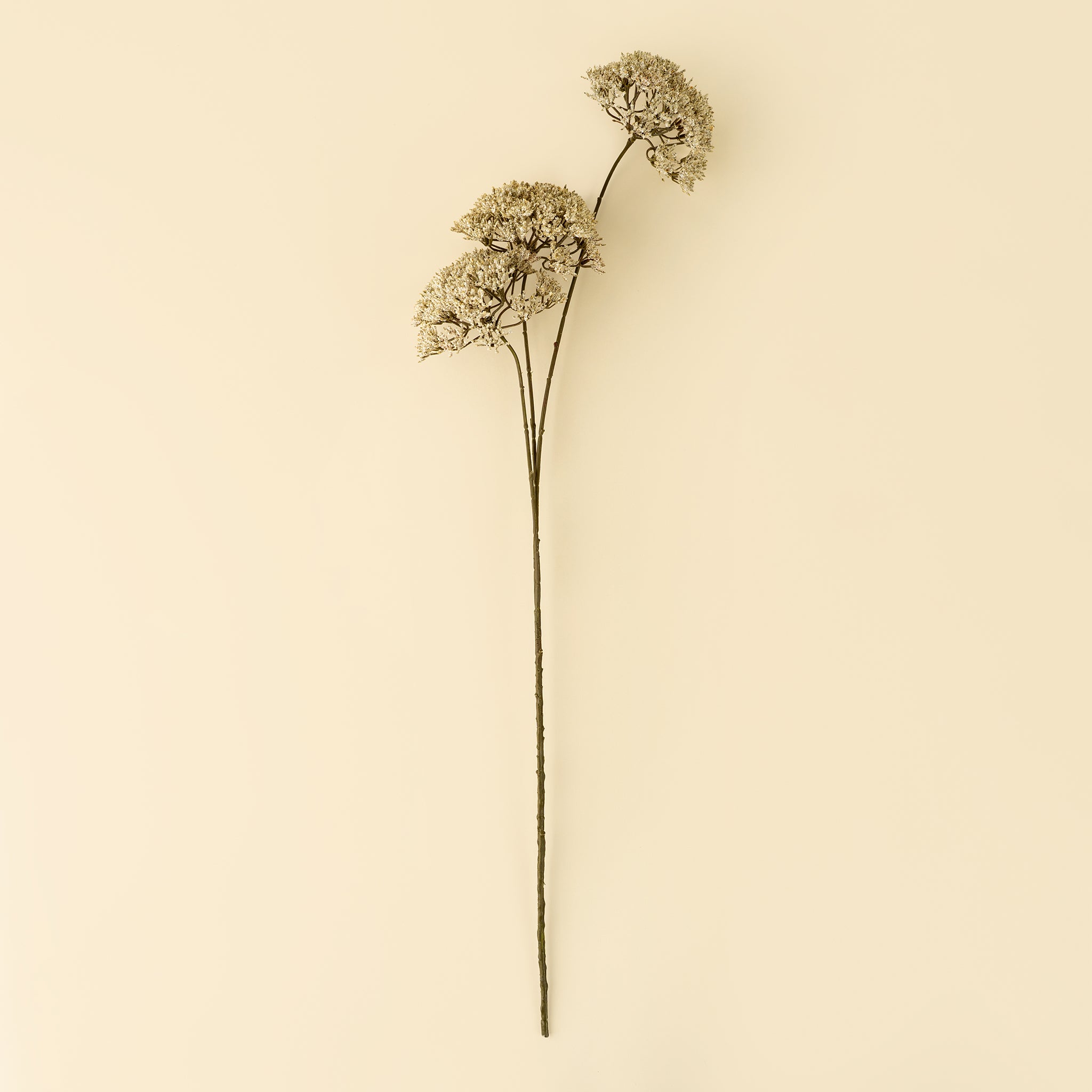 Queen Anne's Lace Spray