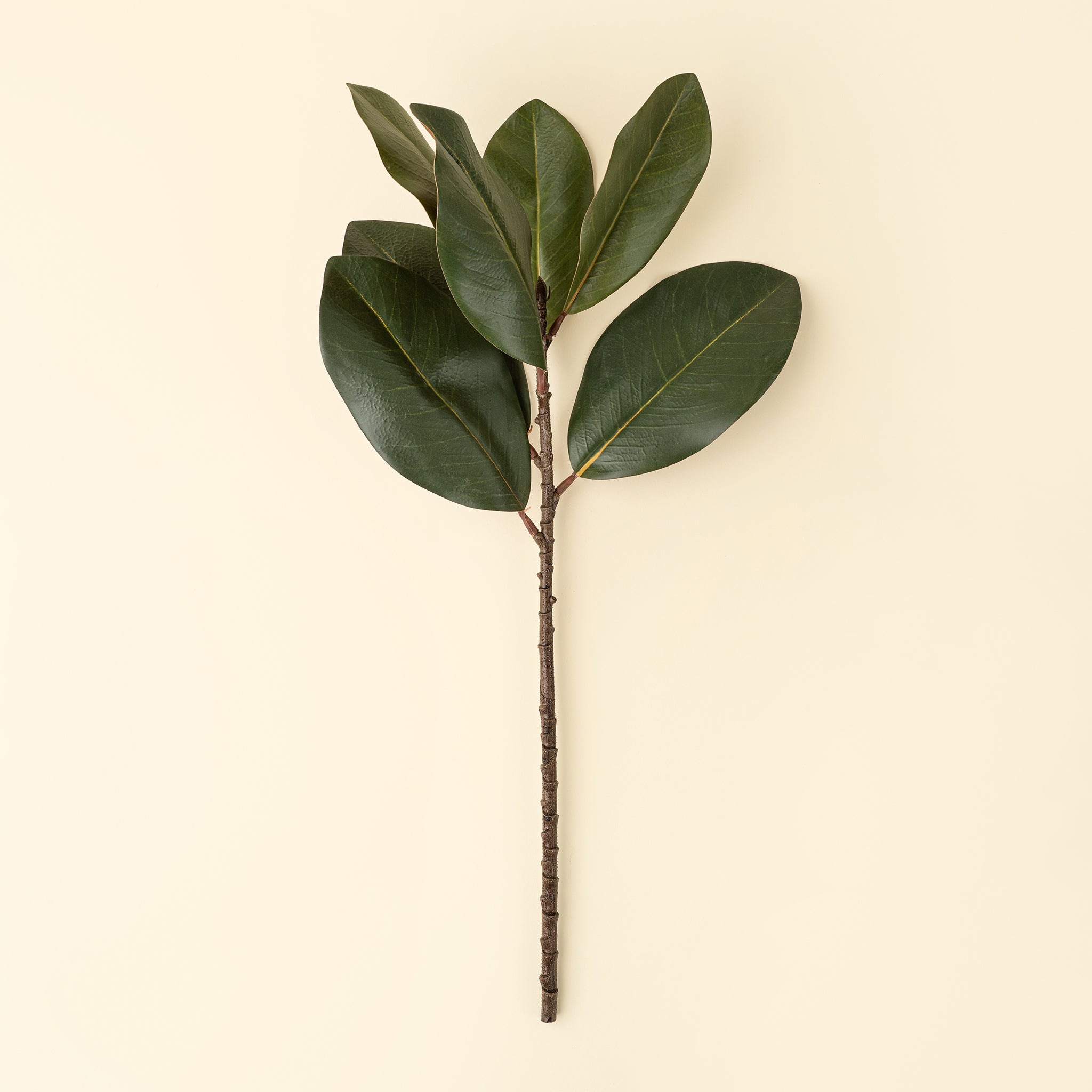 Magnolia Leaf Branch