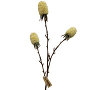Banksia Spray Cream