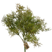 Spanish Moss Bush