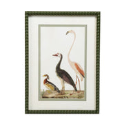 Vintage Reproduction Bird Print