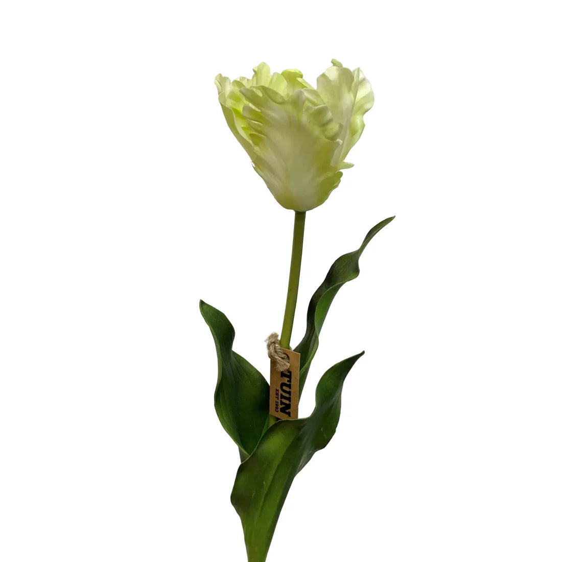 Parrot Tulip Green/Cream 23"