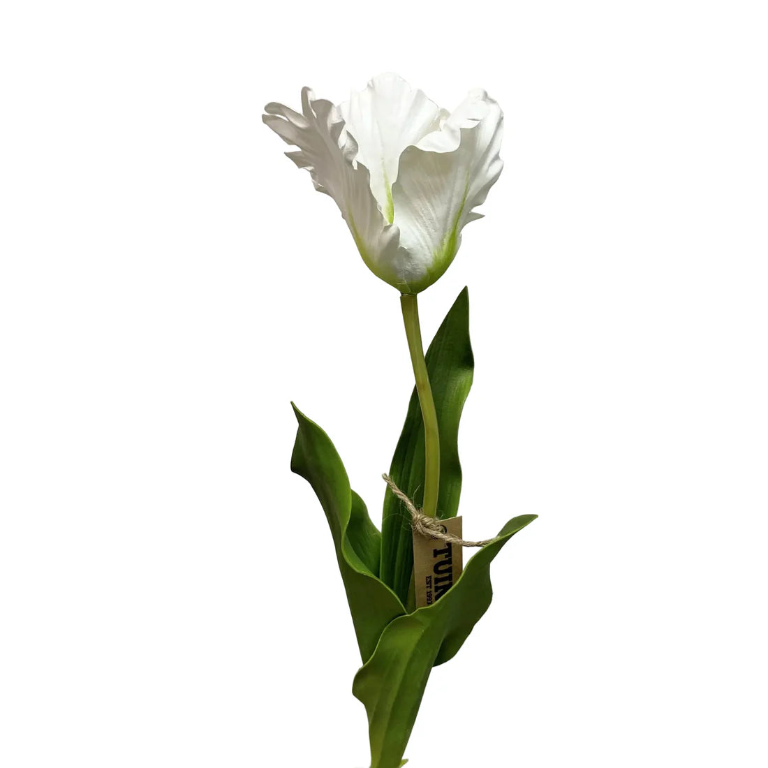 Parrott Tulip White 23"